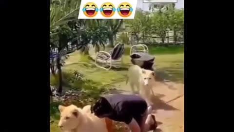 Cats And Dogs funny reactions and moments
