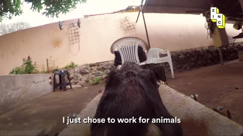 Meet the incredible Brazilian man who’s helping disabled dogs walk again