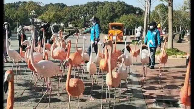 flamingos