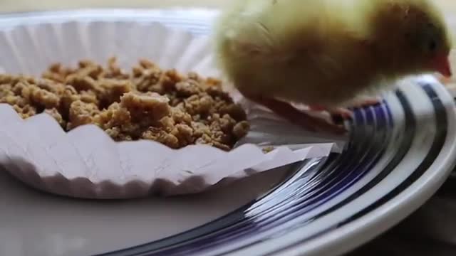 Sweet little chick snacks on peanuts for breakfast