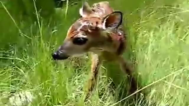 Cute baby fawn´s first steps ! *Super Cute*