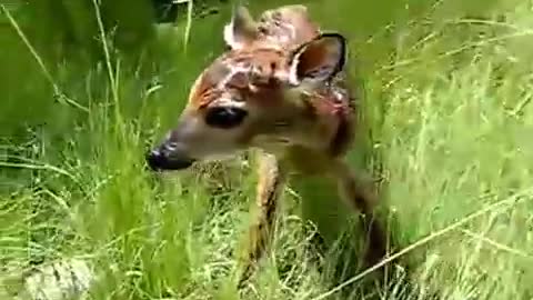 Cute baby fawn´s first steps ! *Super Cute*