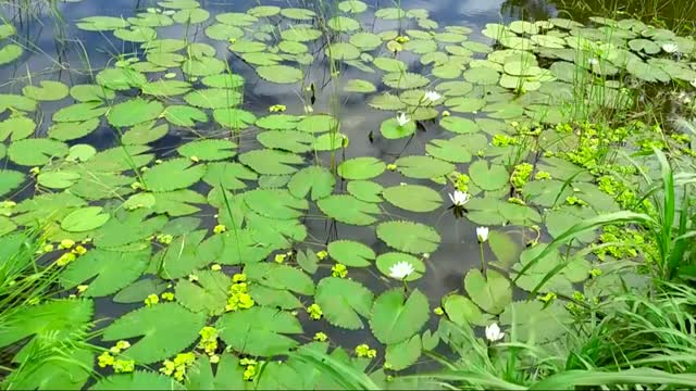 water lily blossoms in the village