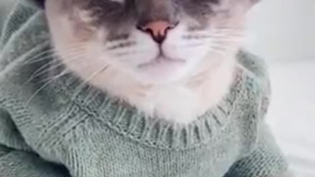 Funny and cute cat video compilation