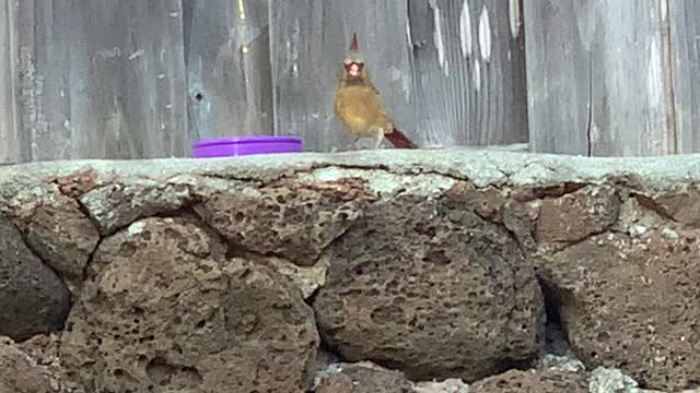 Super Colorful Northern Cardinal Female