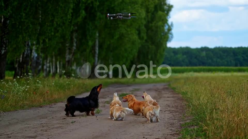 Pedigree dogs and drone