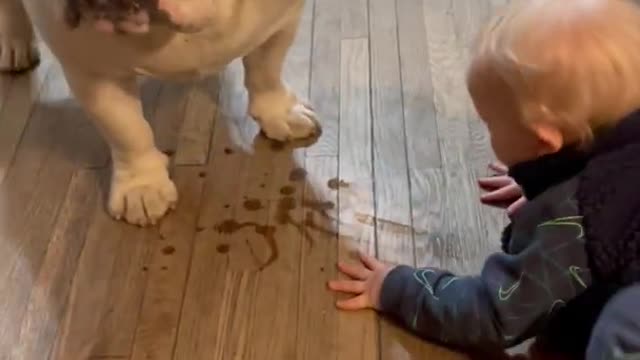 Baby is trying to be like pet Bulldog and licks the floor!