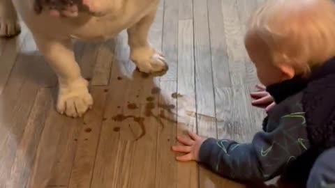 Baby is trying to be like pet Bulldog and licks the floor!