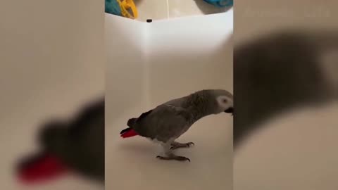 Parrot hits his head a number of times