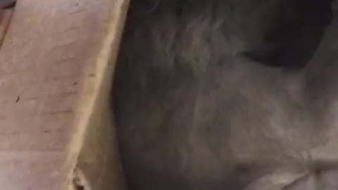 Grey cat laying down in cardboard box