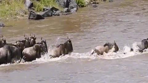 Wildebeests are on the move