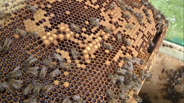 Flick Of Bees on Honeycomb Frame