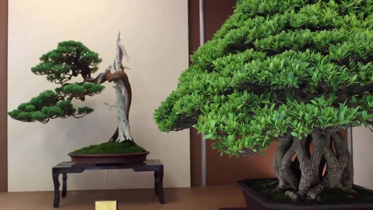 Bonsai the Endless Ritual Extraordinary, Rituals Earth Unplugged extra ordinary trees