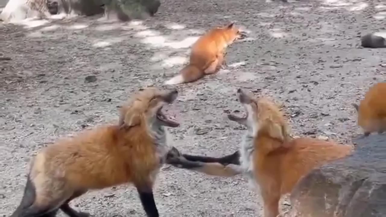 SO THAT’S WHAT THE FOX SAYS