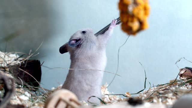 Hamster Chowing on its water dispenser