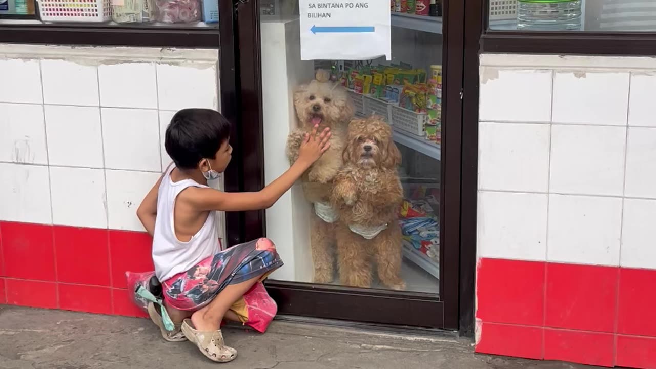 Store Pups Want to Play With Boy