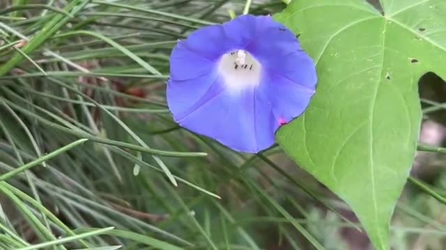 There are many ants in this flower