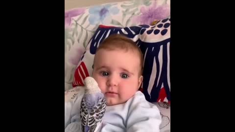 Parakeet kisses this little boy making him smile