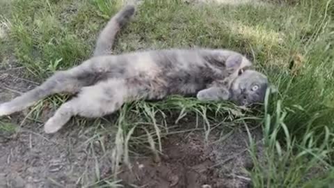 Video Of Cat Laying On The Grass