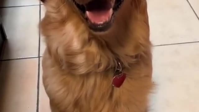 Funny dog lettely so funny dog for Video |
