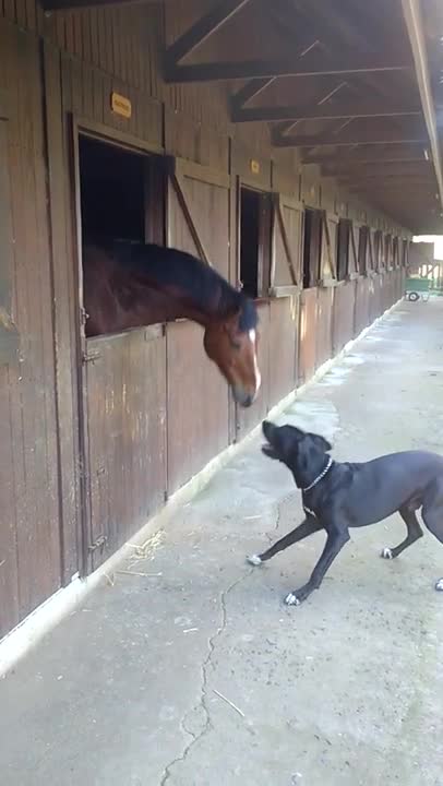 Caballo y Gran Danés comparten increíble momento de juego