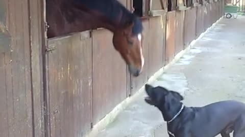 Caballo y Gran Danés comparten increíble momento de juego