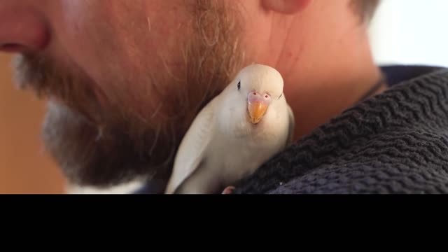 The Smallest Parrot you have ever seen - Tiny egg rescue