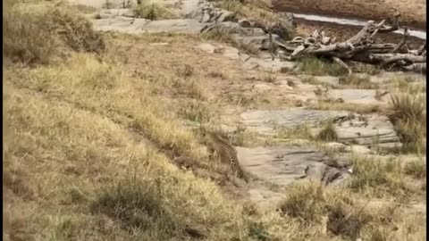 Leopard kills adult wildebeest