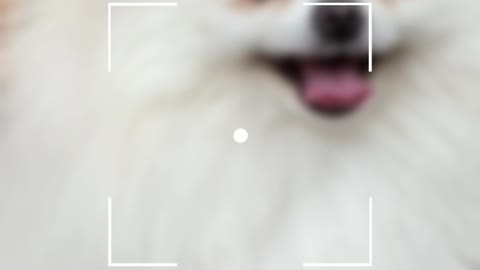 The best doggy video