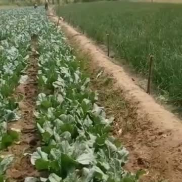 beautiful vegetable garden |sc travel |susantha 11|#shorts