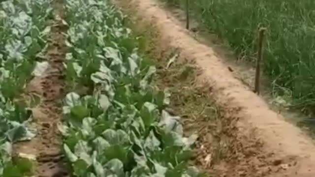 beautiful vegetable garden |sc travel |susantha 11|#shorts