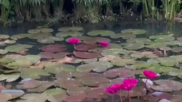 Walking on the leaves