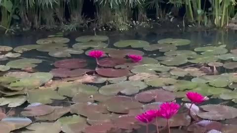 Walking on the leaves