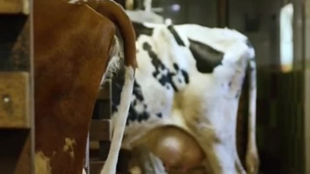 cows