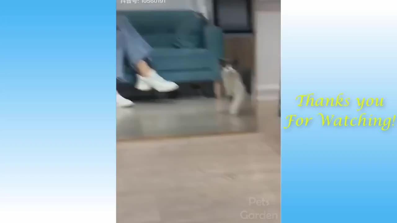 Cute Pets And Funny Animals Compilation Pets12 Garden