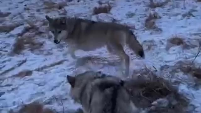 WOLF TRYING TO SAVE HIS FRIEND FROM DYING 😔🥺☹️