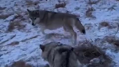 WOLF TRYING TO SAVE HIS FRIEND FROM DYING 😔🥺☹️