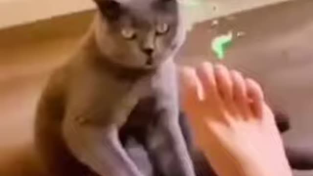 Cat video-funny video best off The 2022 kitten's #beautiful Compilation