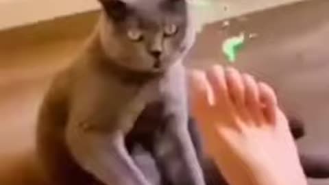 Cat video-funny video best off The 2022 kitten's #beautiful Compilation