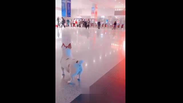 Doggy reuniting with owner after a long time