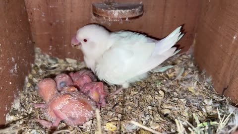 2nd or 3rd Breeding Start Lovebirds Mutation Setup