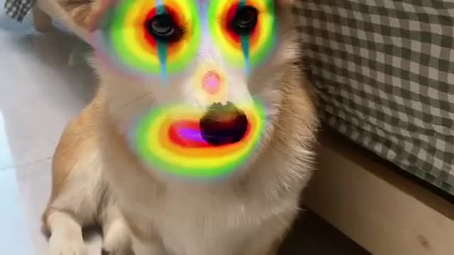 A magical dog