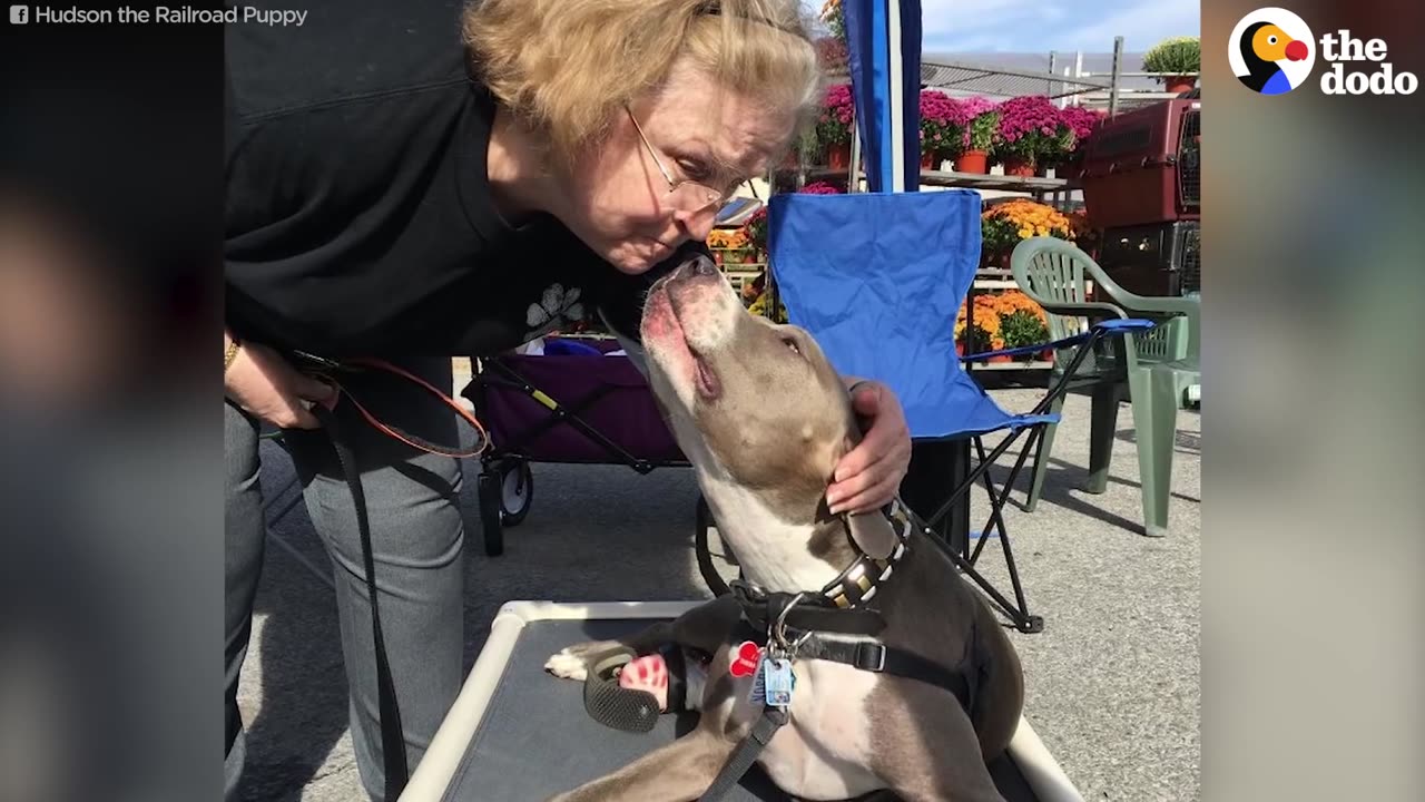 Pit Bull Abused As A Puppy Gets A Prosthetic Leg — And So Much Love | The Dodo