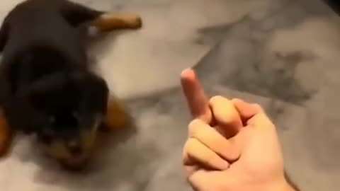 Rottweiler dog funniest video