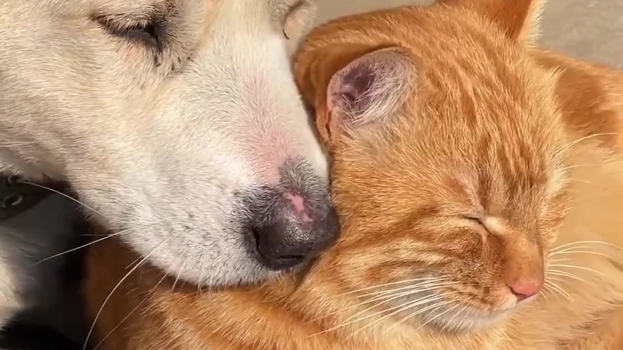 Cat and dog love