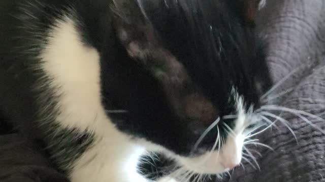 Adorable cat making biscuits 😸