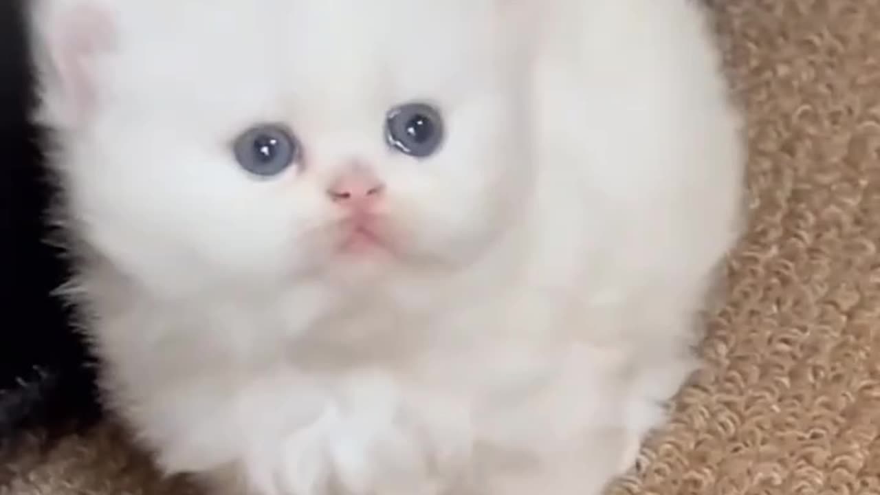 Cute Cat 😽