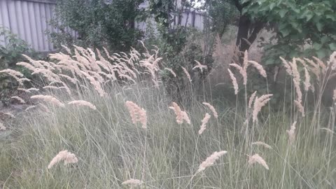 Feather grass