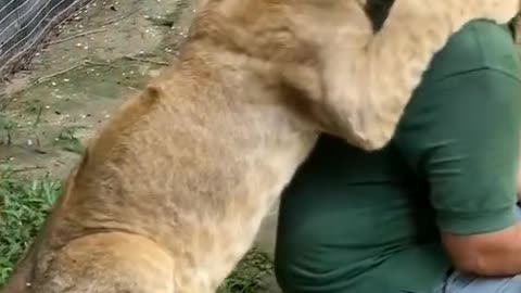 Baby lion