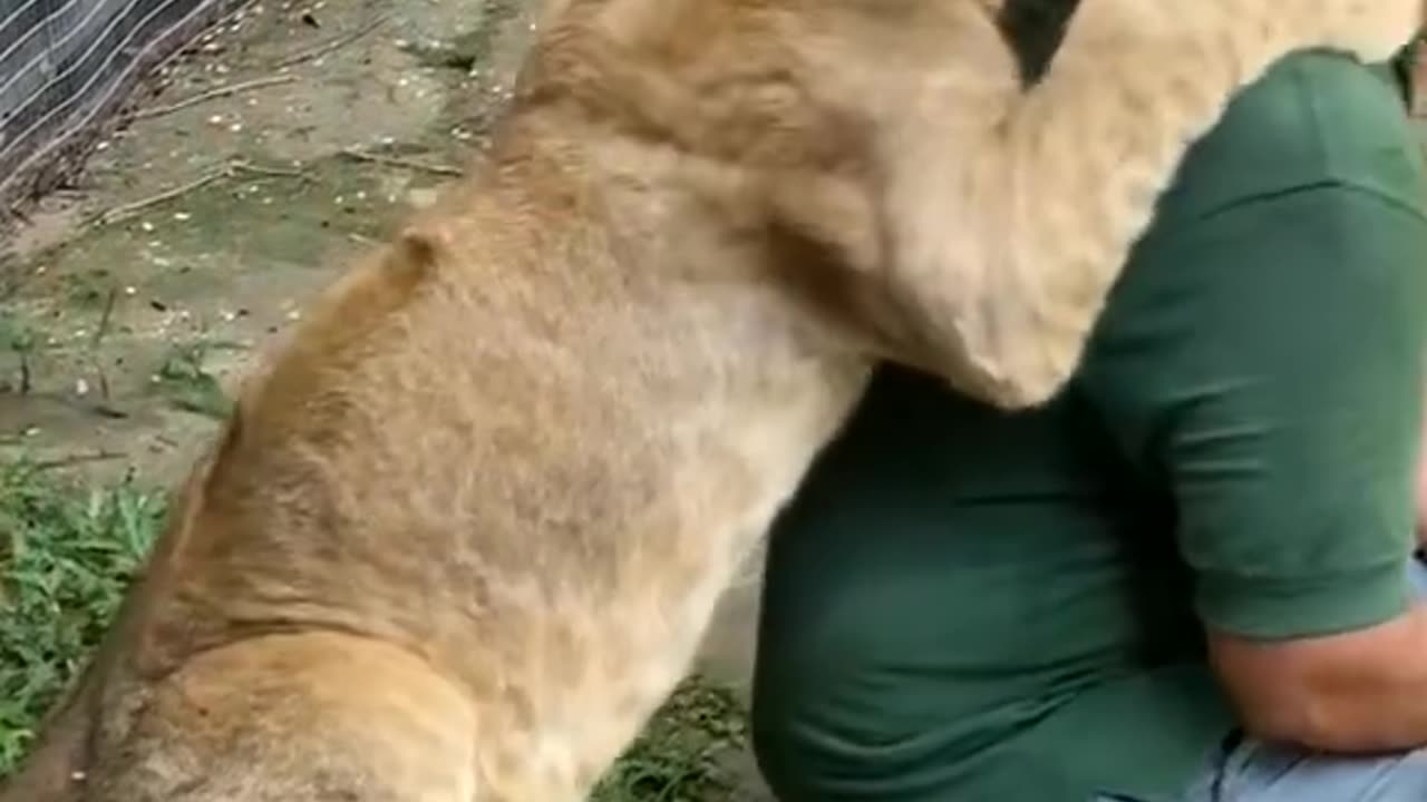 Baby lion